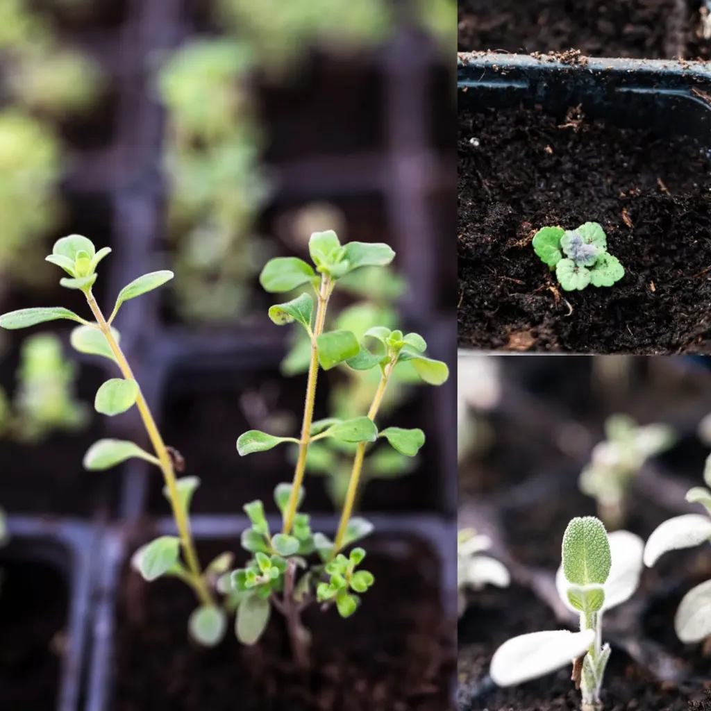 Trio de plants aromatiques