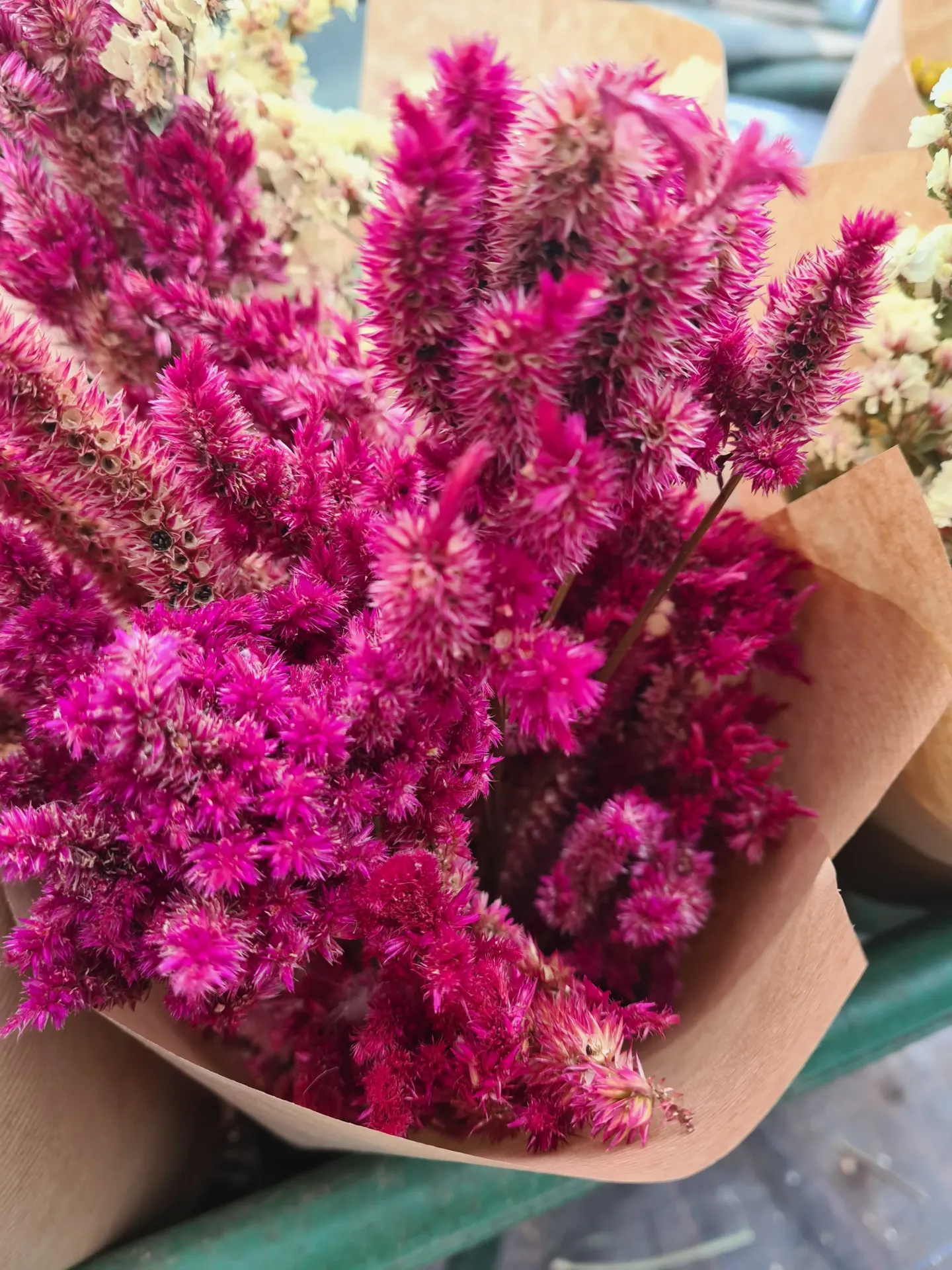 Fleurs séchées (botte de 15) - Célosie pink